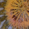Gem Sunburst Solid Glass Slab 47